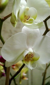orchidée